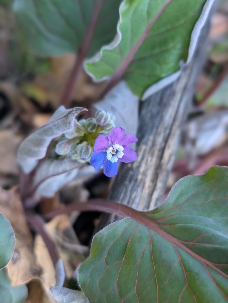 Pacific hound's tongue flower