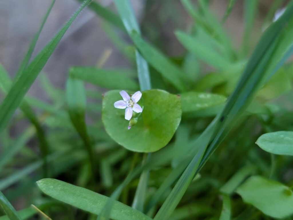 Winter Purslane