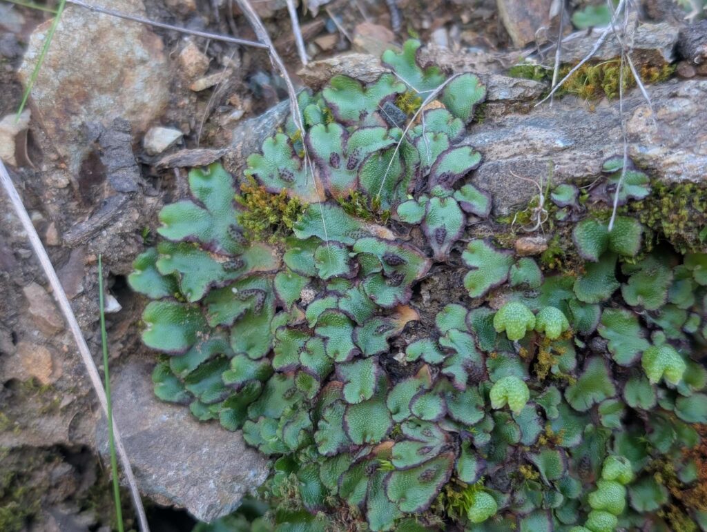 A complex thallic liverwort, California asterella