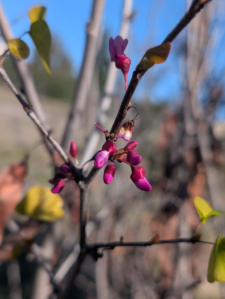 Redbud in bloom