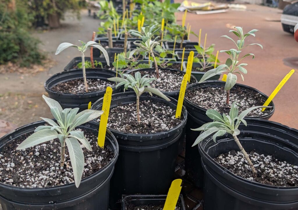 New pots of white sage. R. Redlich.