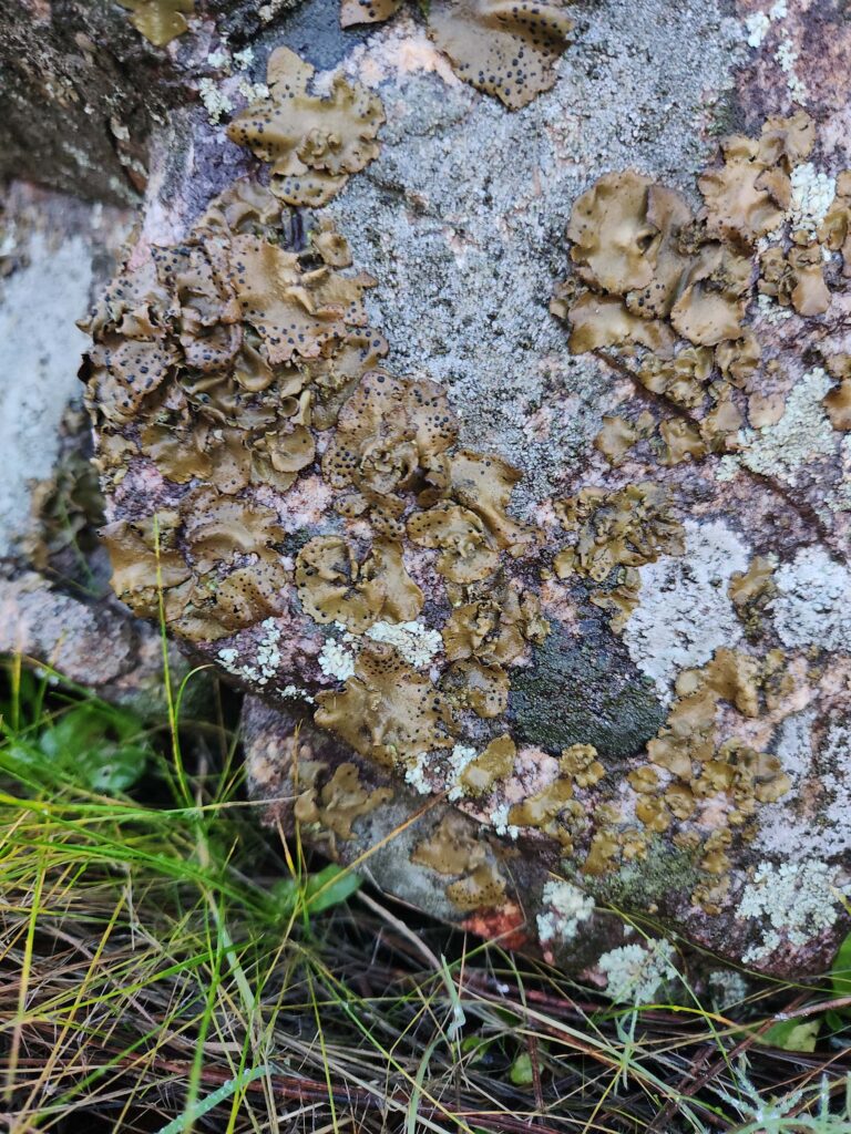 Rock tripe and rock-Xanthoparmelia lichens. Photo by Juliet Malik.