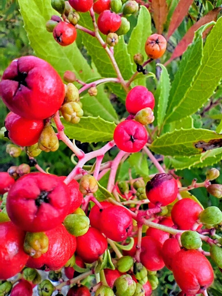 Bright red Toyon berries and green leaves, photographed on December 22, 2025 in Shasta County. Photo by D. Ledger