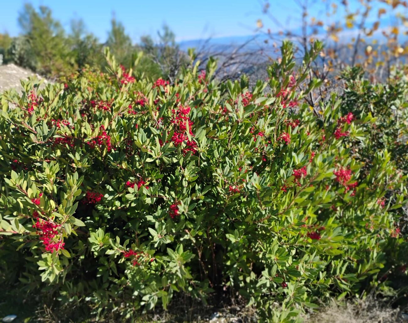 A toyon bush with red berries, photographed in Shasta County on December 1, 2025. Photo by D. Ledger.