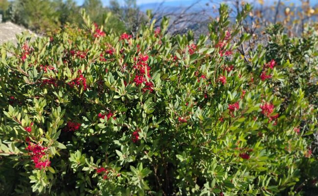 A toyon bush with red berries, photographed in Shasta County on December 1, 2025. Photo by D. Ledger.