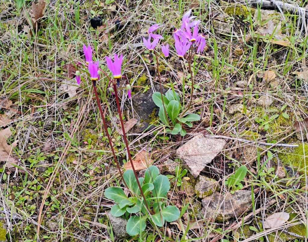 Henderson's shoot-stars. D. Ledger.