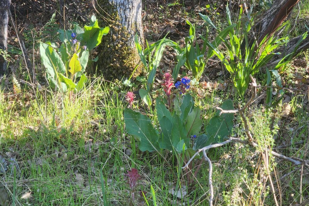Pacific hound's tongue, Indian-warriors, and wavy-leaved soap plant growing together. D. Burk.