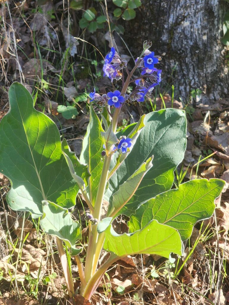 Pacific hound's tongue. D. Burk.