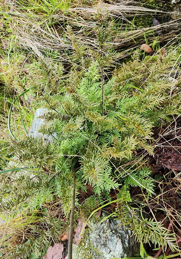 Serpentine fern. February 8, 2026. Igo & Ono Trails. D. Burk.