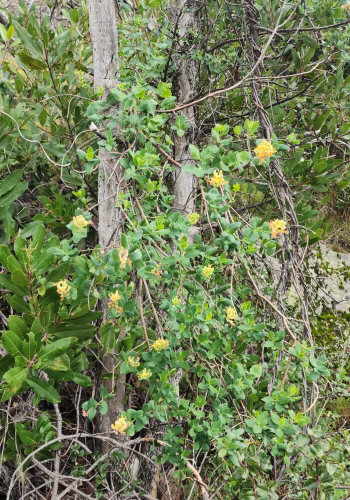 Chaparral honeysuckle. February 8, 2026. Igo & Ono Trails. D. Burk.
