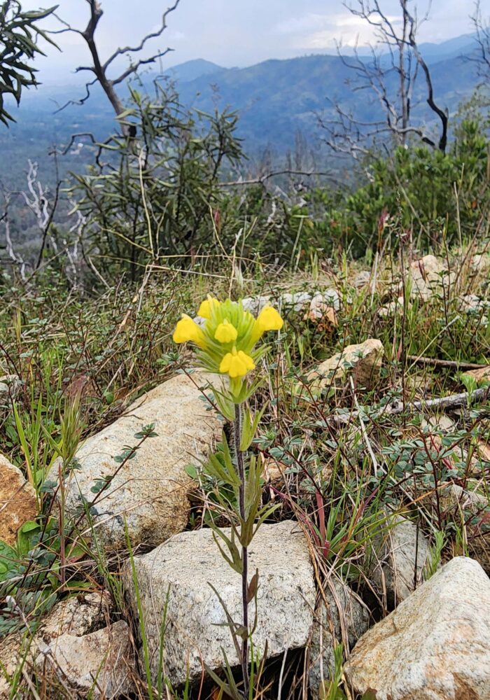 Cut-leaved owl-clover. February 8, 2026. Igo & Ono Trails. D. Burk.