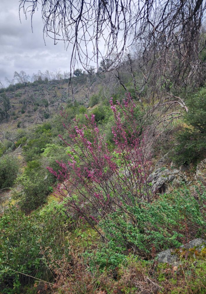 Western redbud. February 8, 2026. Igo & Ono Trails. D. Burk.