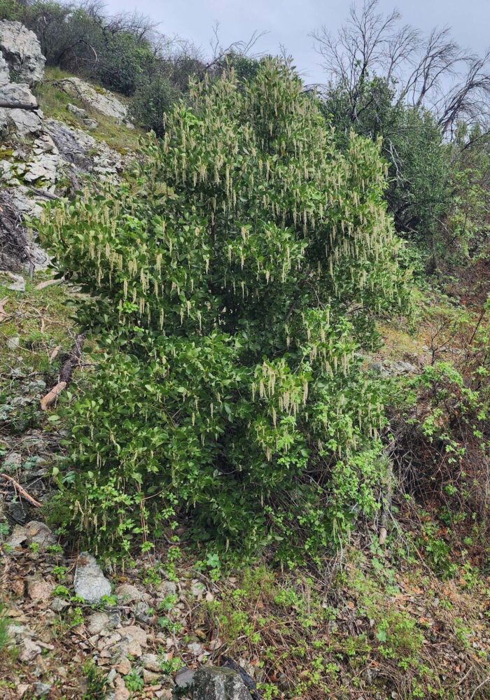 Fremont's silktassel. February 8, 2026. Igo & Ono Trails. D. Burk.