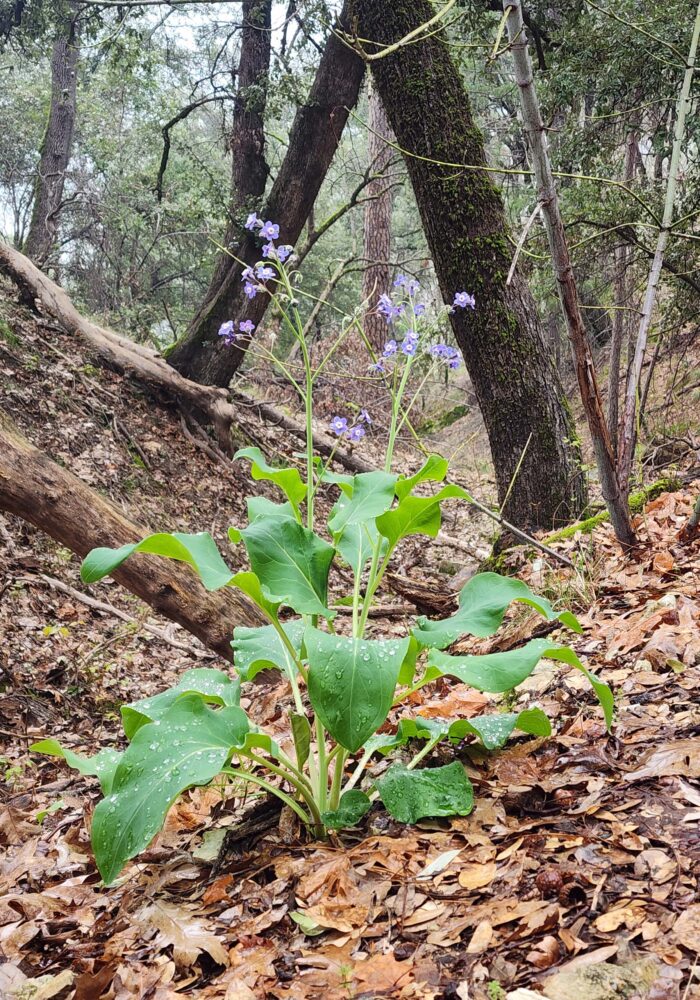 Pacific hound's-tongue. February 8, 2026. Igo & Ono Trails. D. Burk.