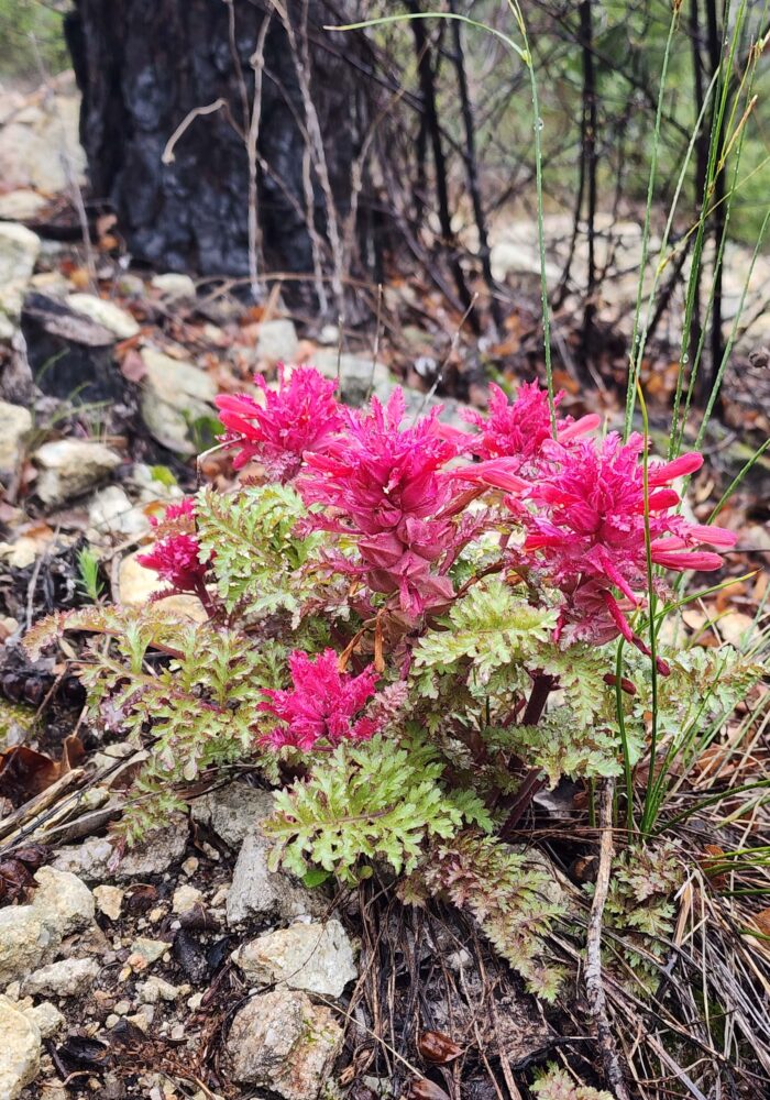 Indian-warrior. February 8, 2026. Igo & Ono Trails. D. Burk.