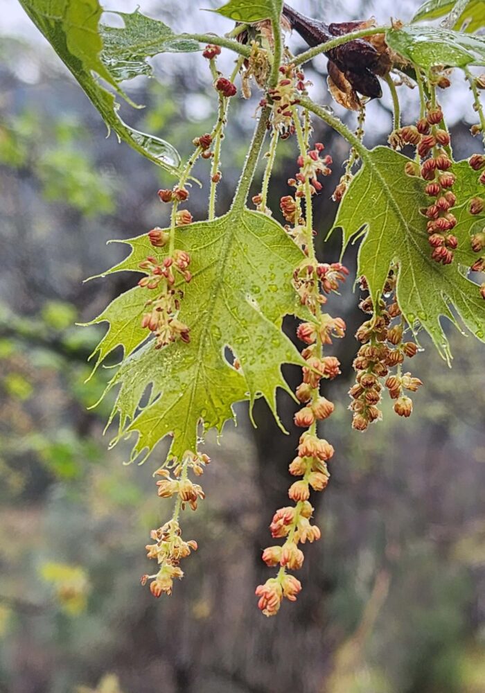 Black oak flowers and new leaves. February 8, 2026. Igo & Ono Trails. D. Burk.