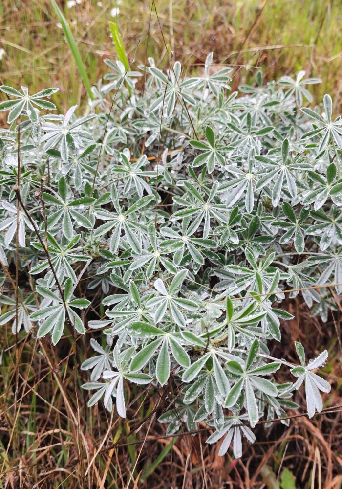 Raindrops on silver bush lupine leaves. February 8, 2026. Igo & Ono Trails. D. Burk.