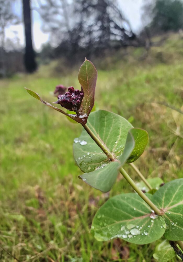 Purple milkweed in bud on Igo Trail. February 8, 2026. D. Burk.