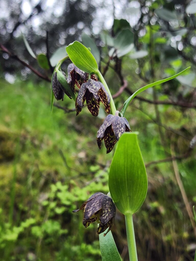 Checkered fritillary. D. Burk