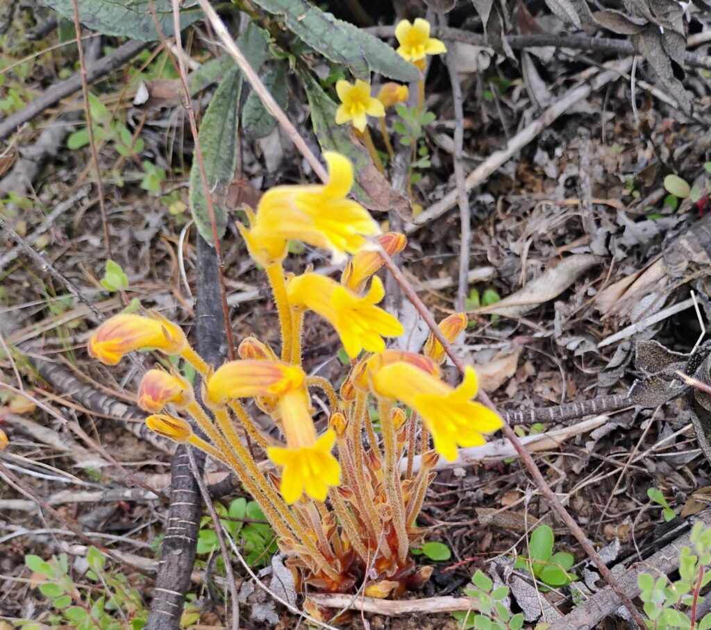 Clustered broomrape, aphyllon fasciculatum, in Swasey Recreation Area on Feb. 23, 2026. Photo by D. Ledger.
