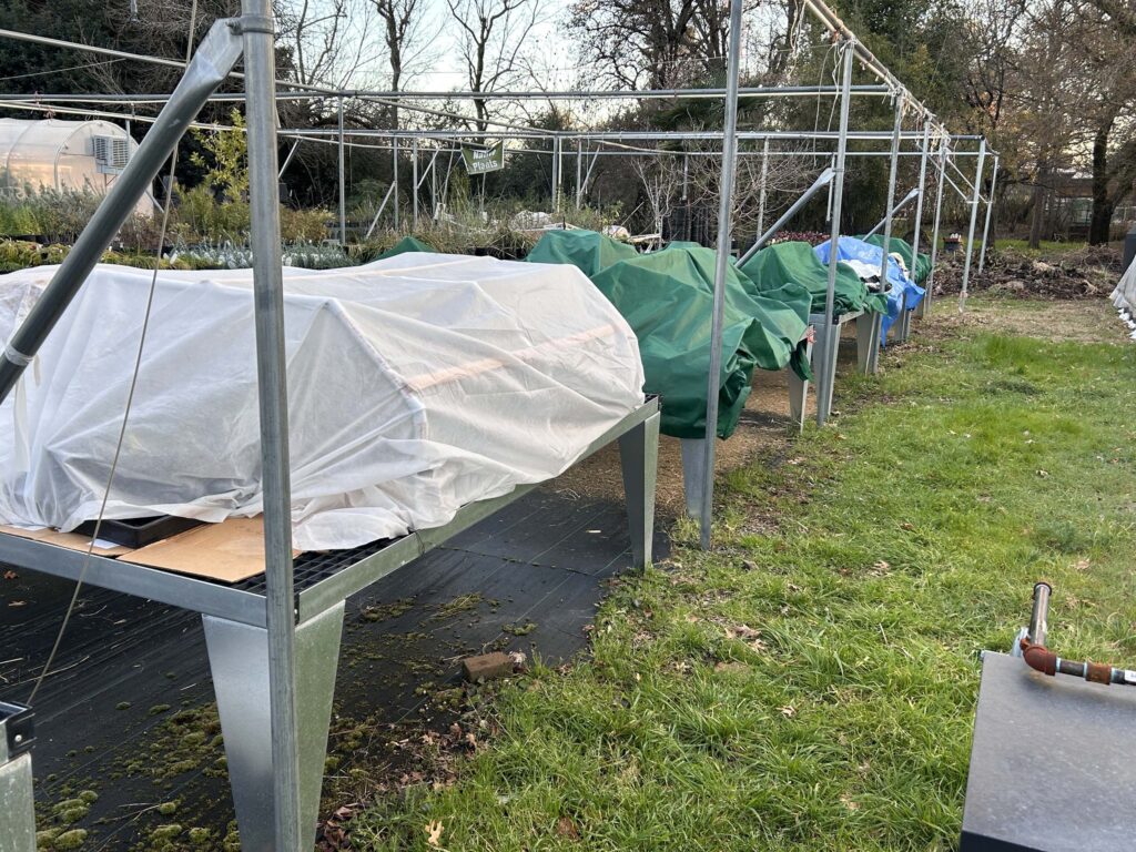 Nursery Tables covered with tarps for "freeze protection"