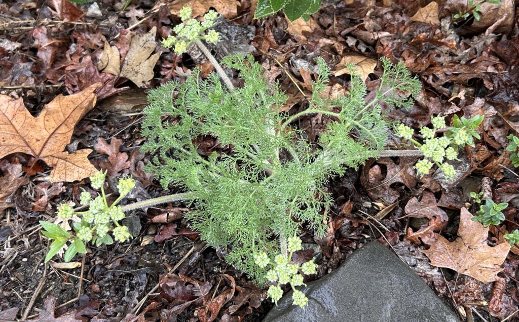 Woolly lomatium. MA McCrary.