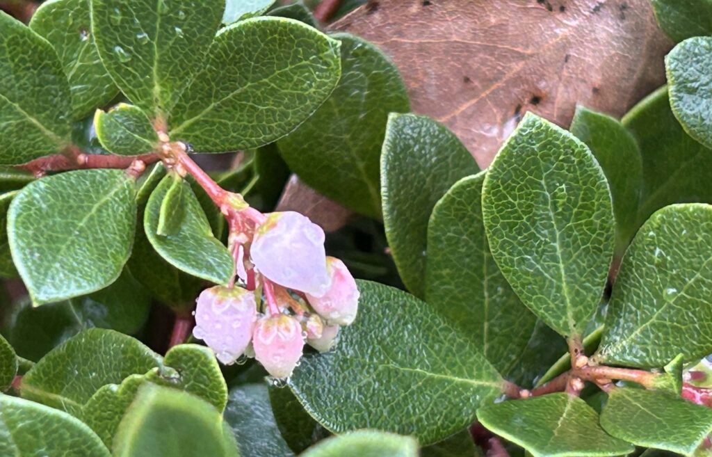 Manzanita 'Emerald Carpet' MA McCrary.