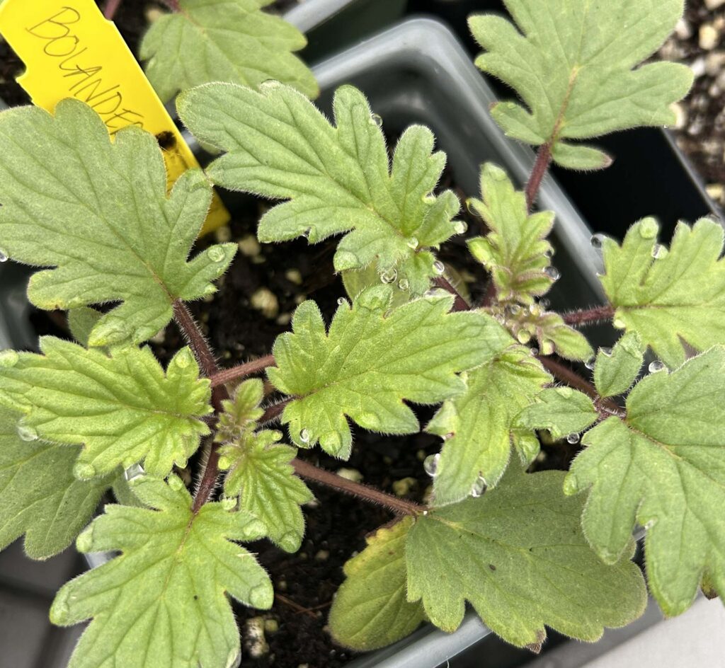 Bolander's phacelia. MA McCrary.