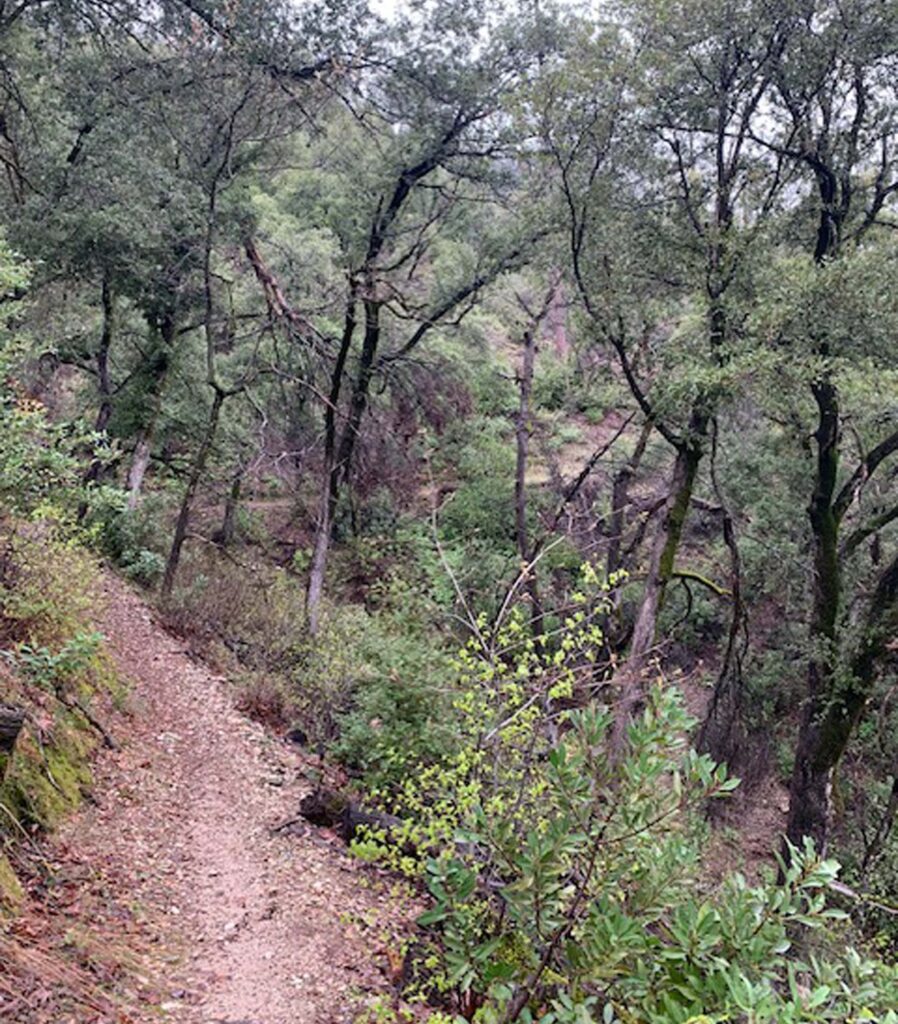 The "Terminator" trail in Swasey Recreation Area, as hiked by Shasta CNPS guests on Feb. 23, 2026. Photo by S. Harrison.