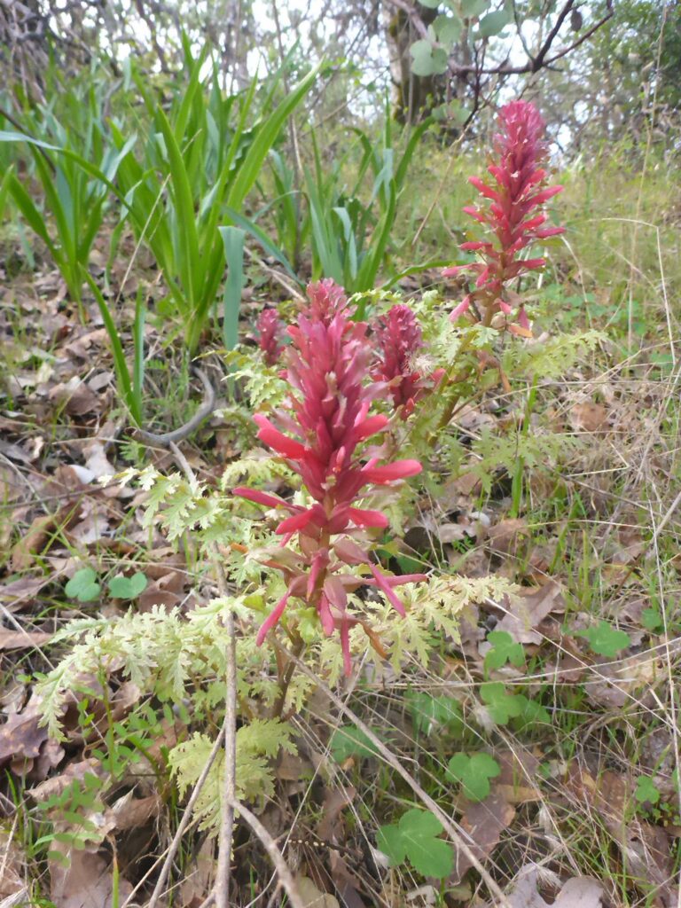 Indian-warrior. D. Burk.