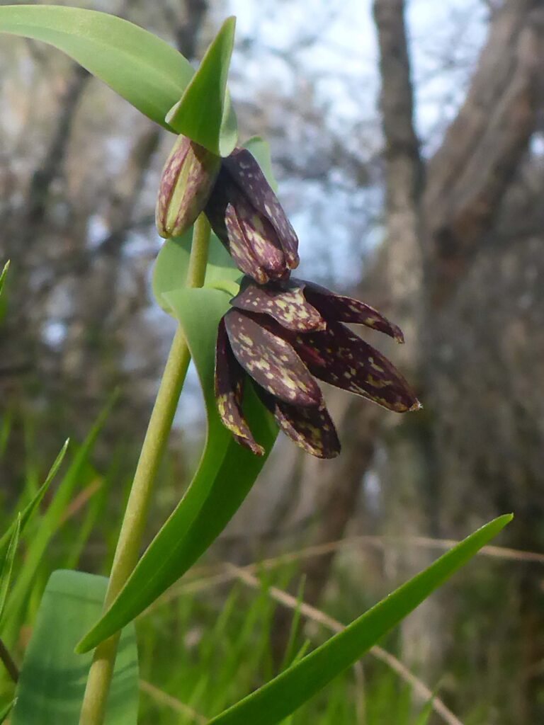 Checkered fritillary. D. Burk.