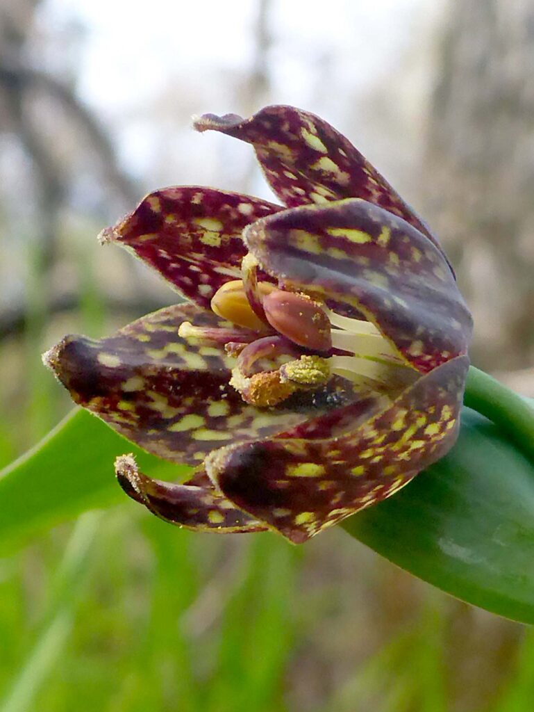 Checkered fritillary close-up. D. Burk.