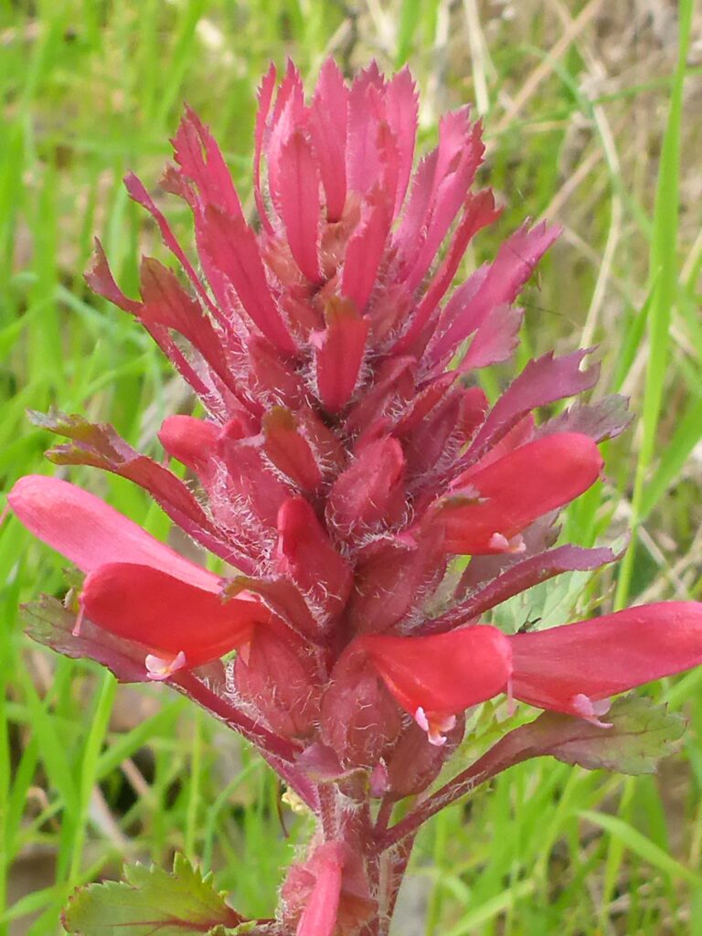 Indian-warrior close-up. D. Burk.