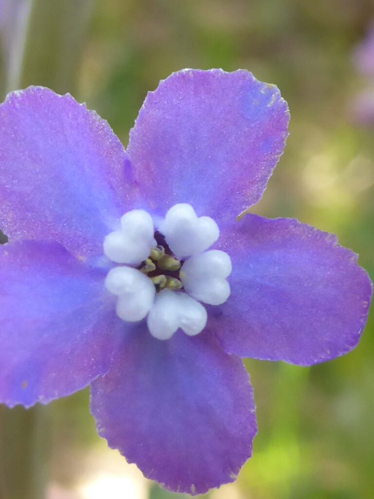 Pacific hound's tongue close-up. D. Burk.