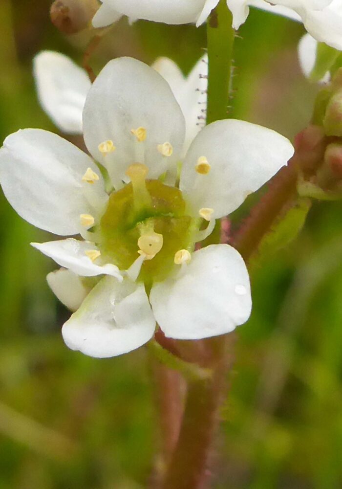 California saxifrage close-up. February 8, 2026. Igo & Ono Trails. D. Burk.