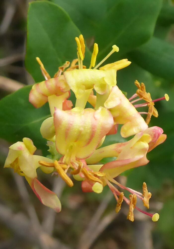 Chaparral honeysuckle close-up. February 8, 2026. Igo & Ono Trails. D. Burk.