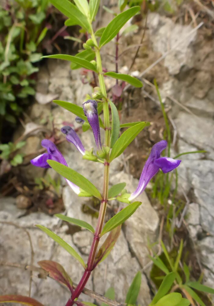 Gray-leaved skullcap. February 8, 2026. Igo & Ono Trails. D. Burk.