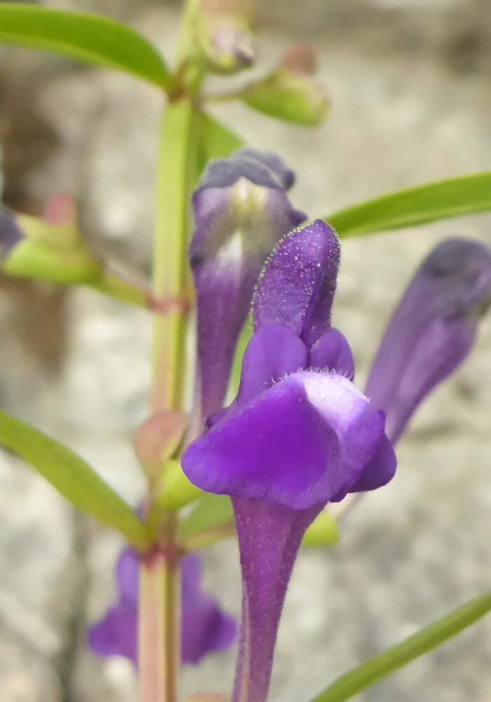 Gray-leaved skullcap close-up. February 8, 2026. Igo & Ono Trails. D. Burk.