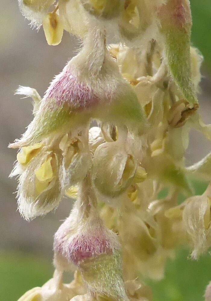 Fremont's silktassel close-up. February 8, 2026. Igo & Ono Trails. D. Burk.