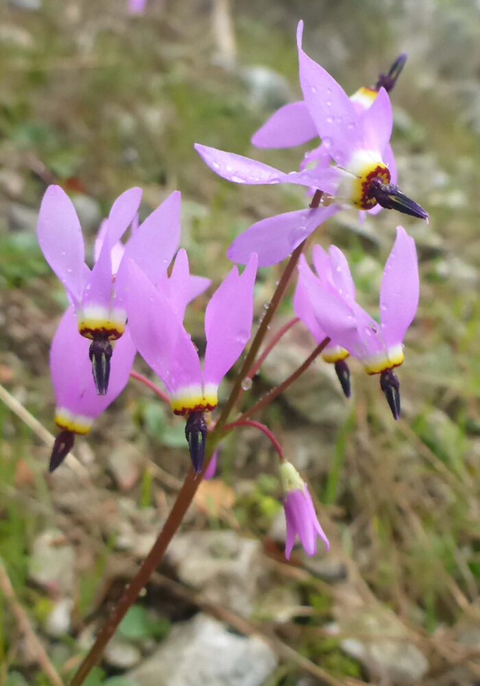 Henderson's shoot-stars closer look. February 8, 2026. Igo & Ono Trails. D. Burk.