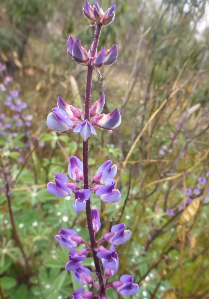 Silver bush lupine. February 8, 2026. Igo & Ono Trails. D. Burk.