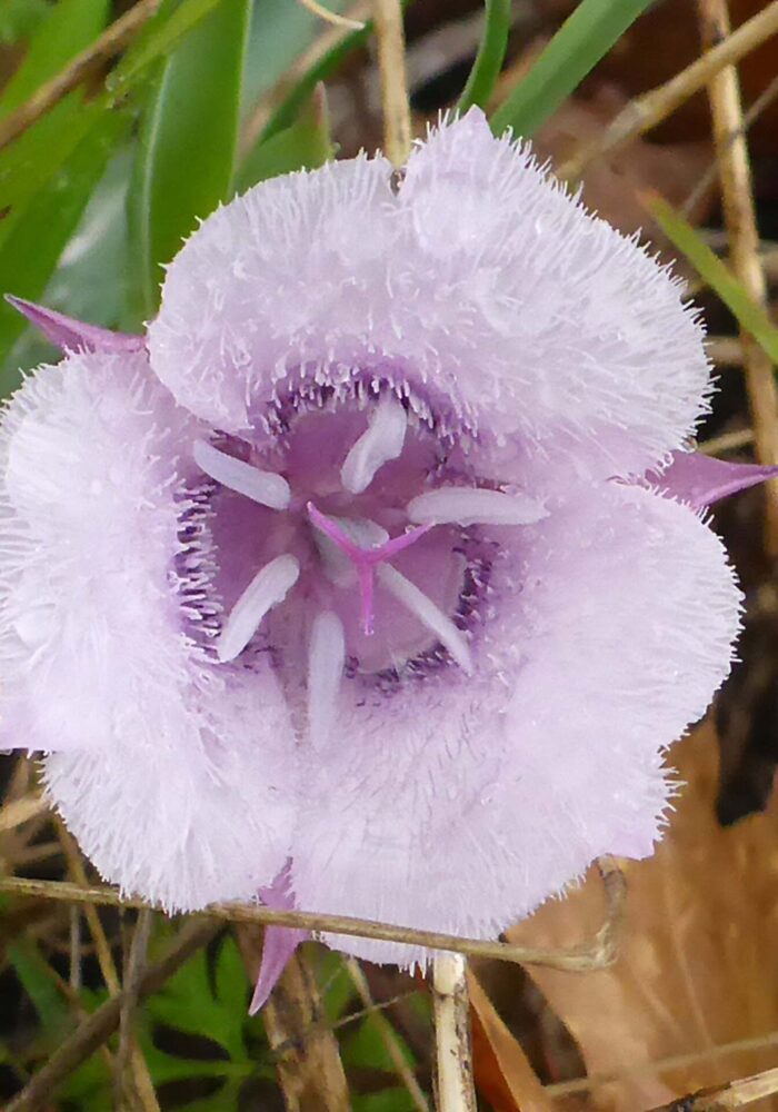 Pussy-ears. February 8, 2026. Igo & Ono Trails. D. Burk.