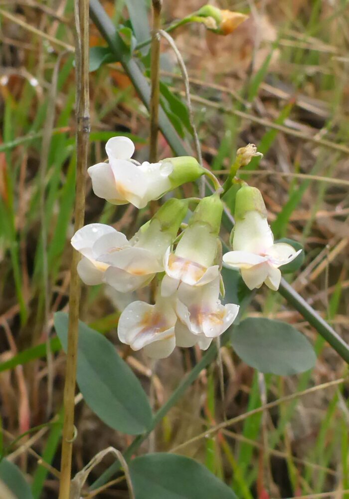 Snub pea. February 8, 2026. Igo & Ono Trails. D. Burk.