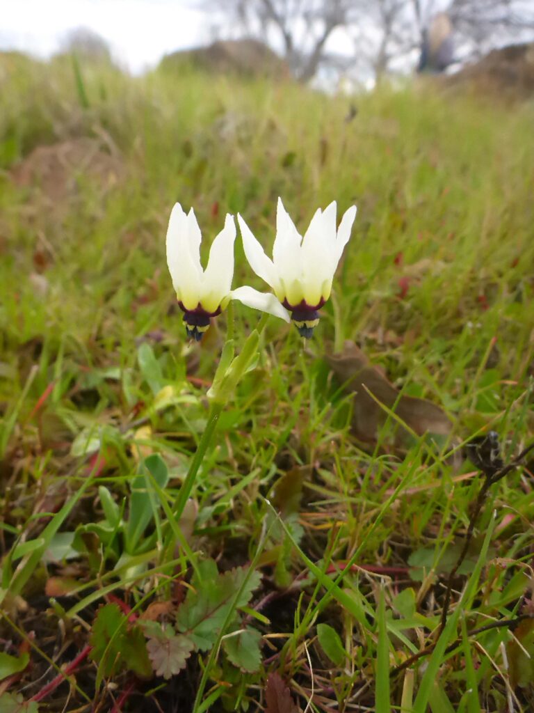 Cleveland's shooting-stars. D. Burk.