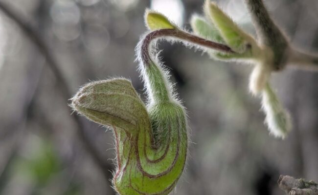 CA pipevine bud. R. Redlich.