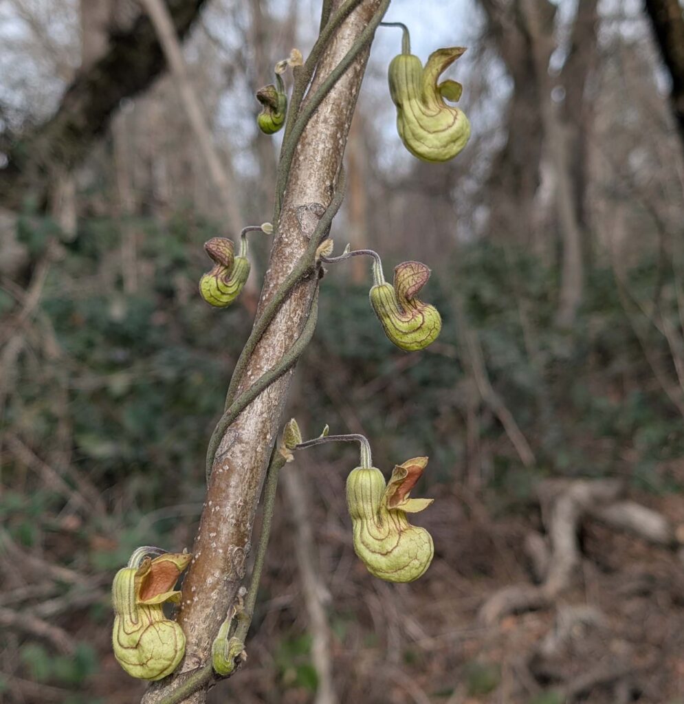 Bud & flowers of CA pipevine. R. Redlich.