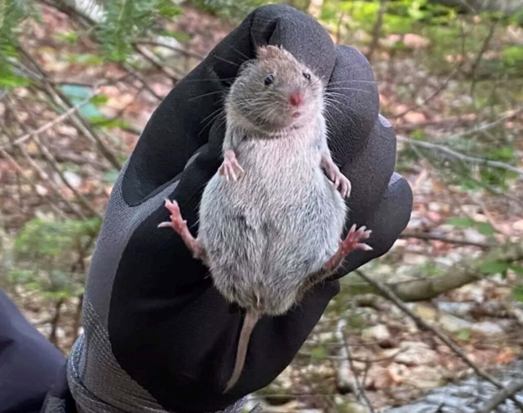 A southern red-backed vole captured as part of Josh Willems' research in New Hampshire. Photo provided by C. Willems.