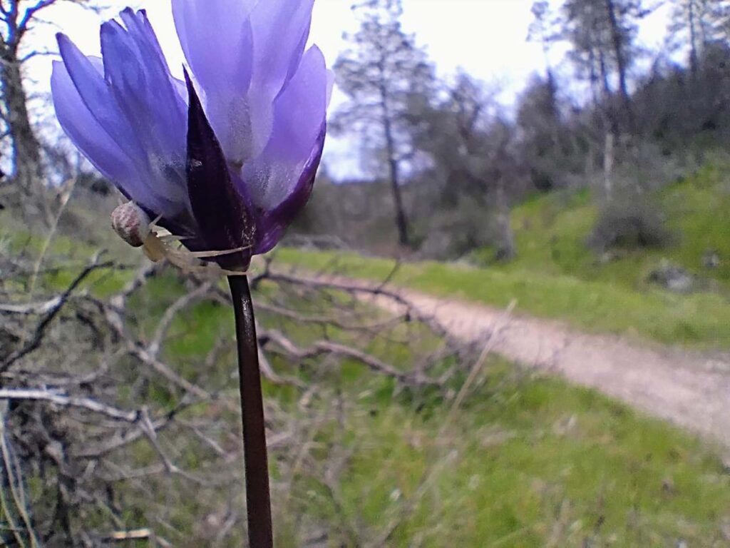 Blue dicks on the Terminator Trail in Swasey Recreation Area on Feb. 23, 2026. Photo by D. Ledger.
