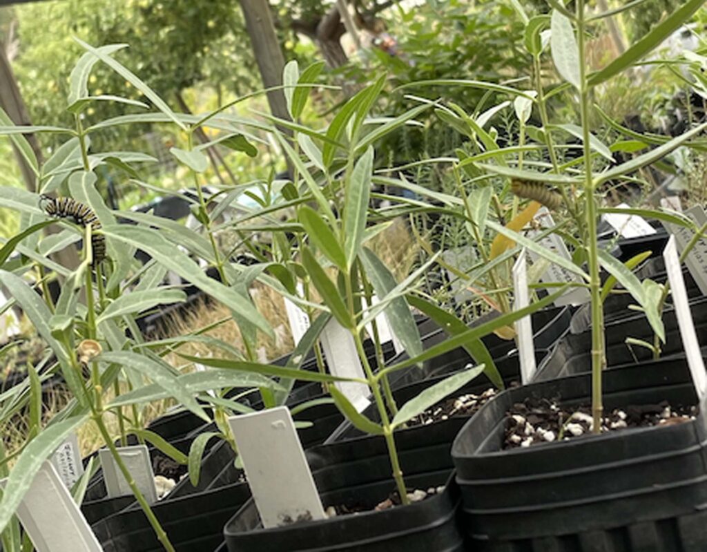Monarch caterpillars on milkweed. A. Rubin.