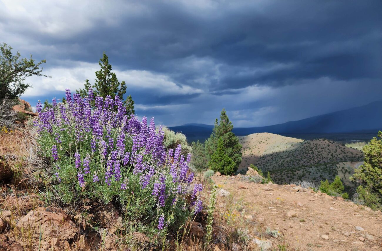 Stormy weather and silver lupine on Haystack. D. Burk.
